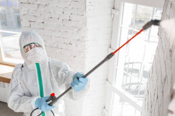 Why You Should Choose Our Mold Remediation Services in Lake Mathews, CA